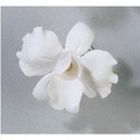 Gum Paste Orchid - Large