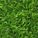 LIME GREEN CRINKLE CUT